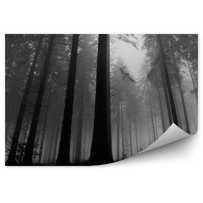 Fototapeta Tmavá lesná hmla