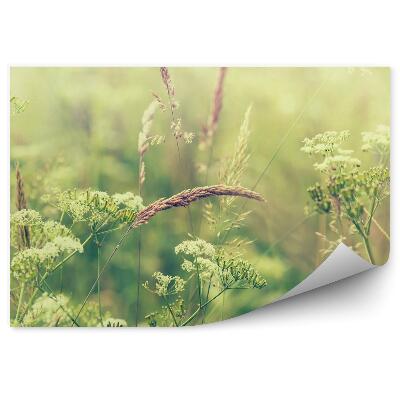 Fototapeta na stenu Kvitnúca trávnatá lúka