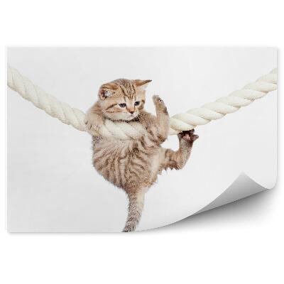 Fototapeta na stenu Malá mačka visiaca na hrubom bielom lane