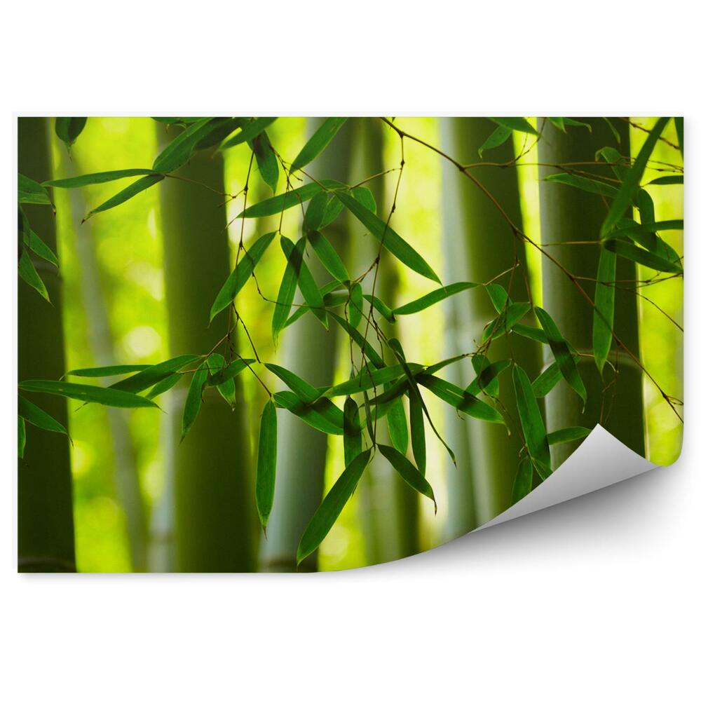 Fototapeta Zelené listy bambusu zblízka stonky