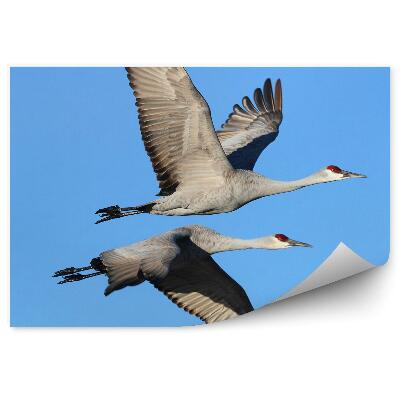 Fototapeta Letiace žeriavy na pozadí modrej oblohy