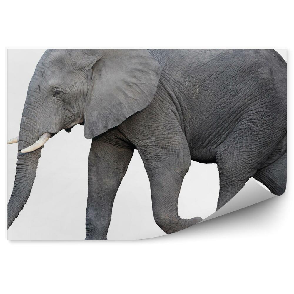 Fototapeta na stenu Slon africký s bokom na bielom pozadí