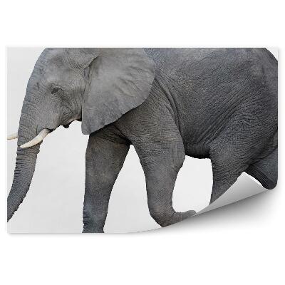 Fototapeta na stenu Slon africký s bokom na bielom pozadí