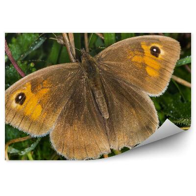 Fototapeta na stenu Hnedý motýľ lúka tráva voda rosa