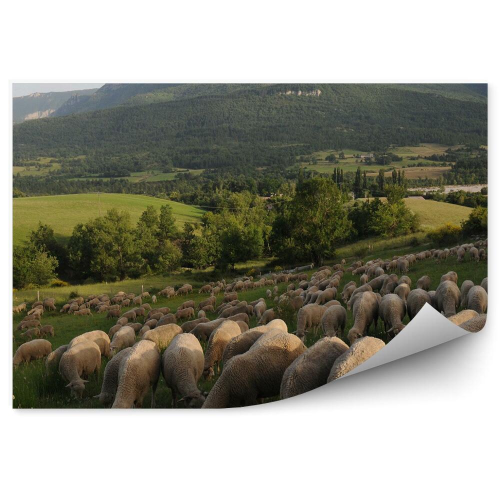 Fototapeta Hory stromy zeleň ovce Provence Francúzsko