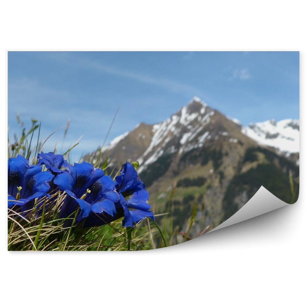 Fototapeta na stenu Mont blanc hory zimný sneh tráva kvety nebo alpy