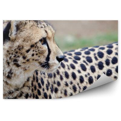 Fototapeta na stenu Gepard, ktorý sa obzerá späť