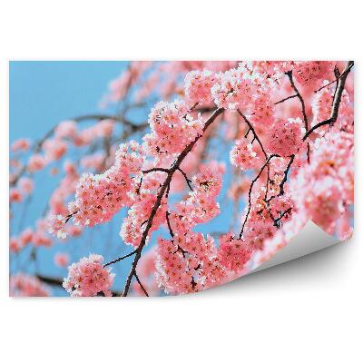 Fototapeta Čerešňové Kvety Tokio Modrá Obloha