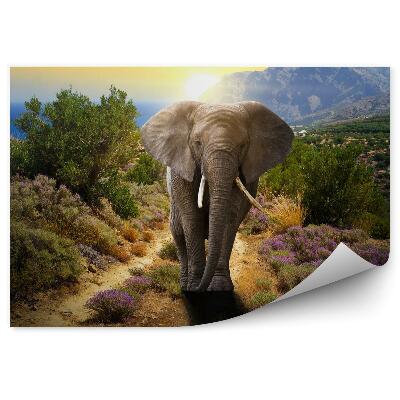 Fototapeta na stenu Slon na ceste pri západe slnka