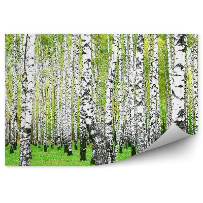 Fototapeta na stenu Brezový les tráva