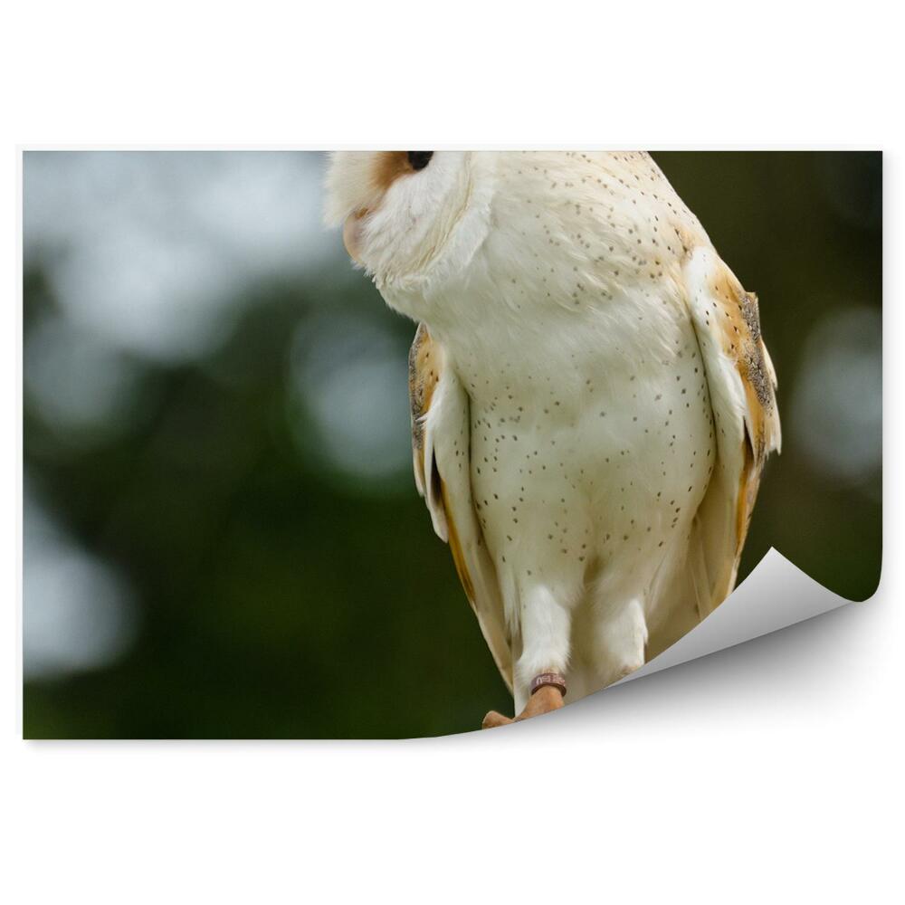 Fototapeta na stenu Sova dlhochvostá z profilu