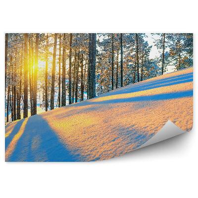 Fototapeta Zimný ihličnatý les východ slnka