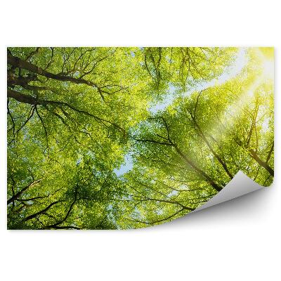 Fototapeta na stenu Stromy park príroda listy modrá obloha