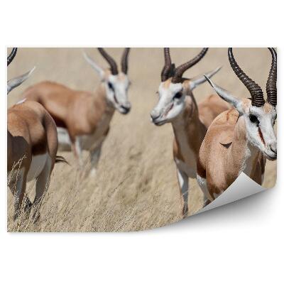 Fototapeta Antilopa Tráva Národný Park Etosha