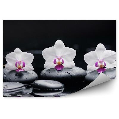 Fototapeta Bielo-Ružové Orchideové Kamene Voda