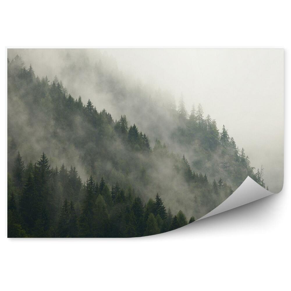 Fototapeta na stenu Ihličnatá lesná hmla