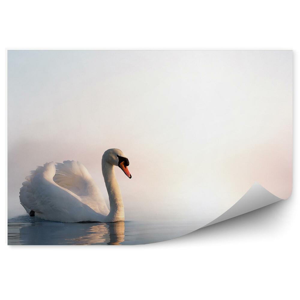 Fototapeta Labuť na vode pri východe slnka