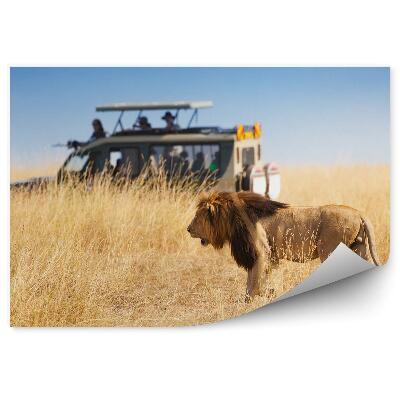 Fototapeta na stenu Revúci Lev Medzi Sušenými Trávami Turisti