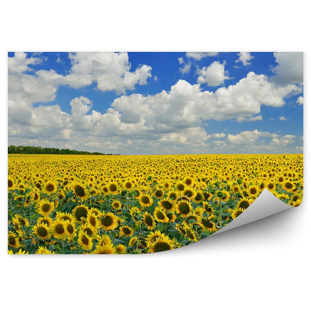 Fototapeta Pole Slnečníc Obloha Mraky Kvety