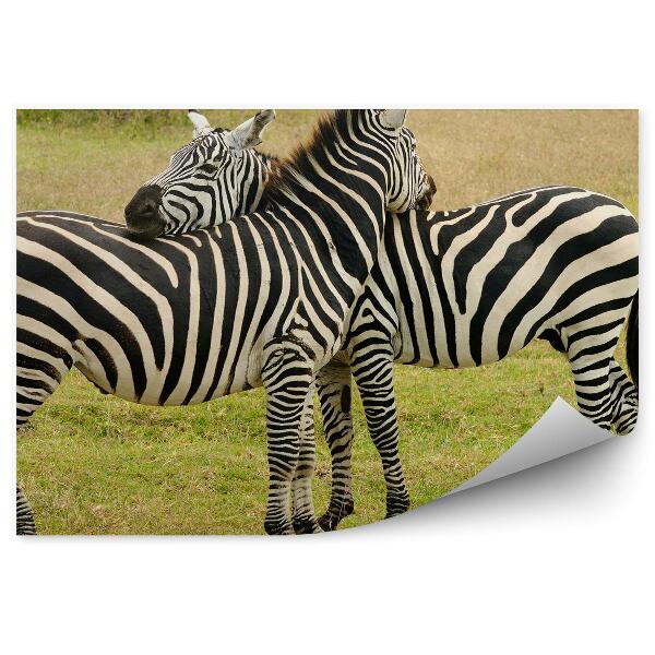 Fototapeta Zebra Zvieratá Príroda Tráva