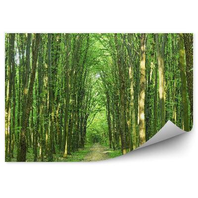 Fototapeta na stenu Slnečný letný deň stromy