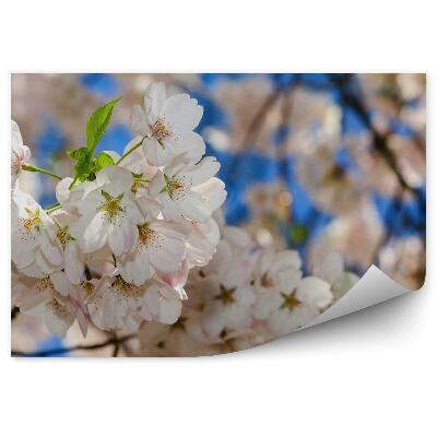 Fototapeta na stenu Čerešňové Kvety Strom Modrá Obloha