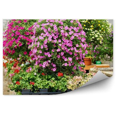 Fototapeta Skleník farebné črepníkové kvety zavesené