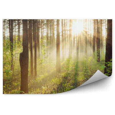 Fototapeta Les Stromy Kríky Tráva Slnečné Lúče Západ Slnka