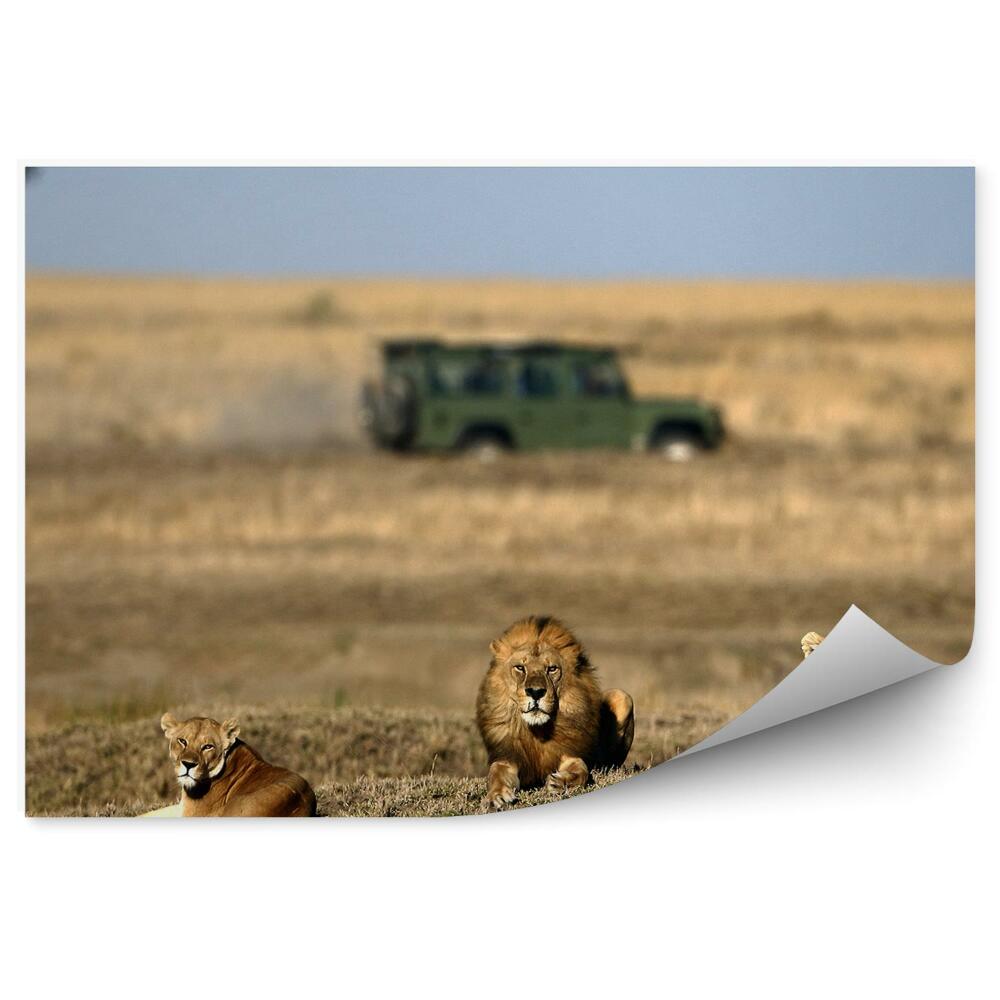 Fototapeta na stenu Odpočívajúci Levy Príroda Zvieratá Safari Auto