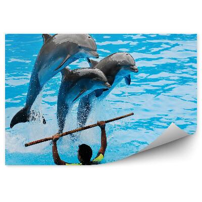 Fototapeta Delfíny a tréner