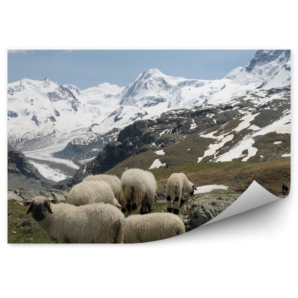 Fototapeta Ovčie hory monte rosa alpy sneh zima mraky obloha