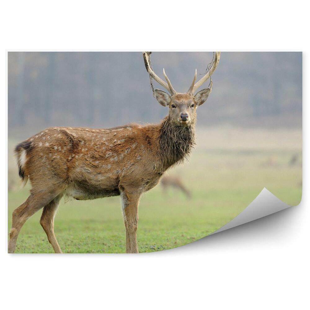 Fototapeta na stenu Jeleň na lúke