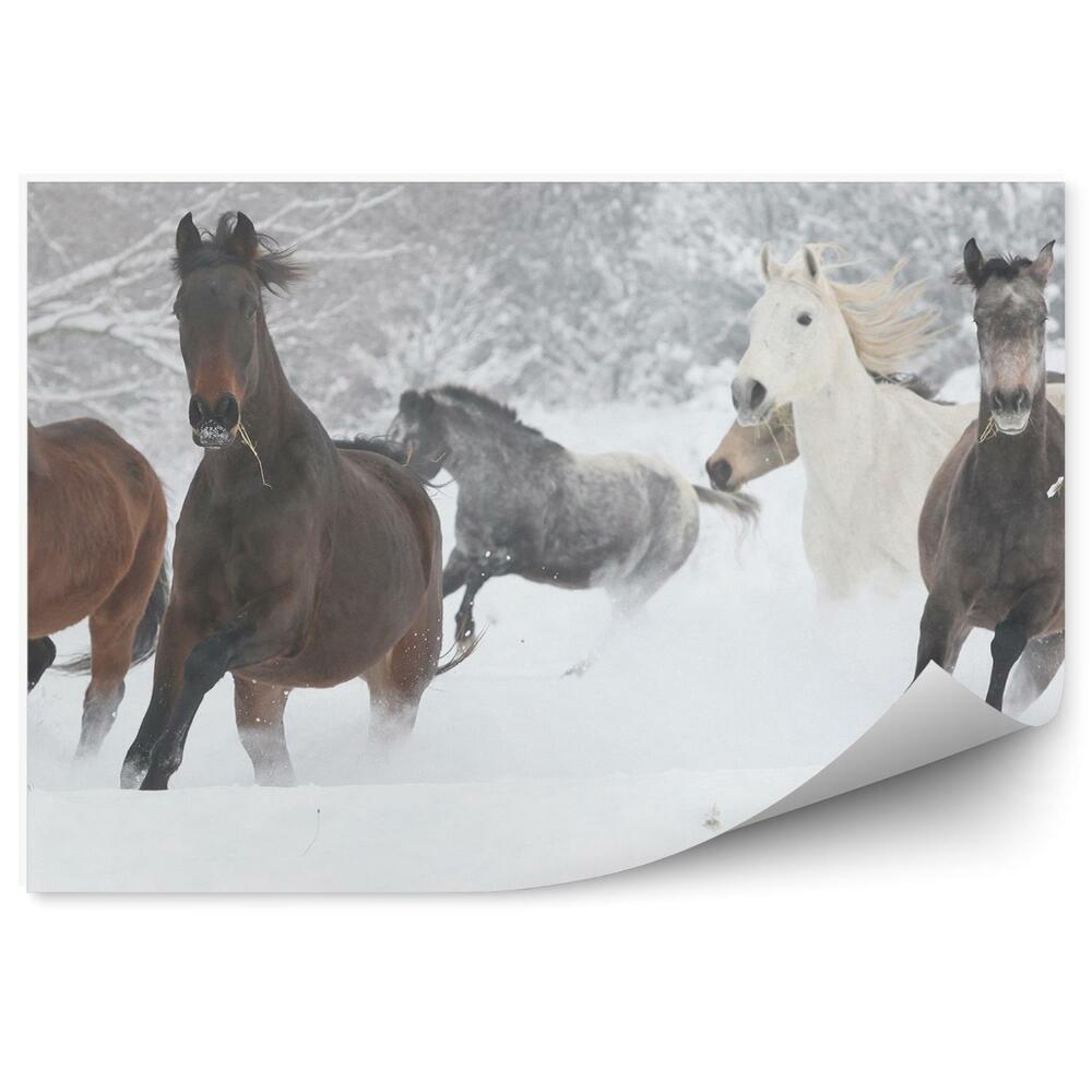 Fototapeta Bežiace stádo koní stromy sneh zima