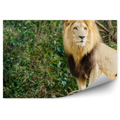 Fototapeta na stenu Samec leva stojaci na kameni