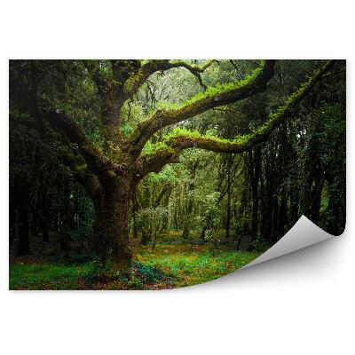 Fototapeta na stenu Krásny zelený les