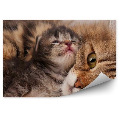 Fototapeta Sibírska mačka mladé mačiatko batoľa