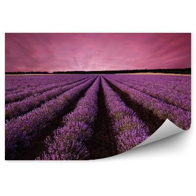Fototapeta na stenu Ohromujúca krajina levanduľového poľa pri západe slnka