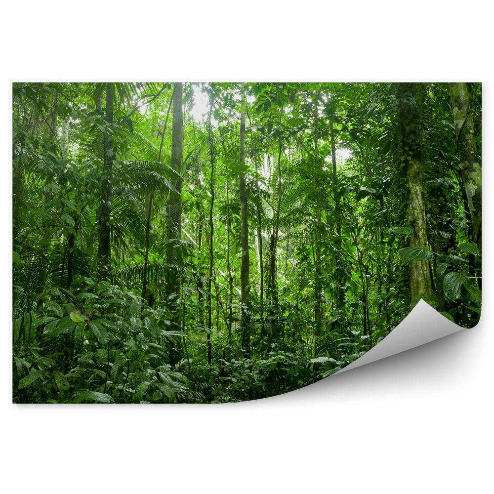 Fototapeta na stenu Tropický dažďový prales Amazonka