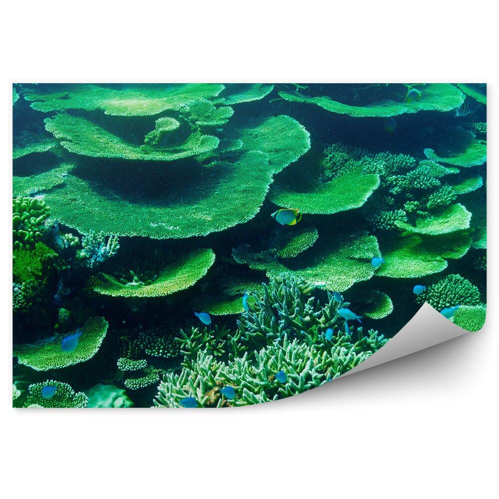 Fototapeta na stenu Koralový Útes Maledivy Zelené Ryby
