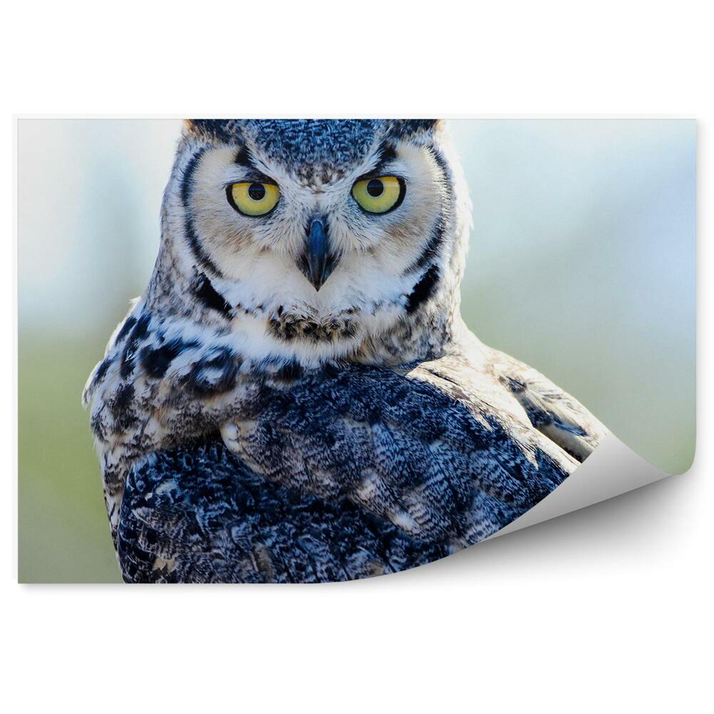 Fototapeta Sova dlhochvostá