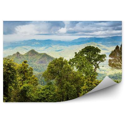 Fototapeta Queenslandský dažďový prales