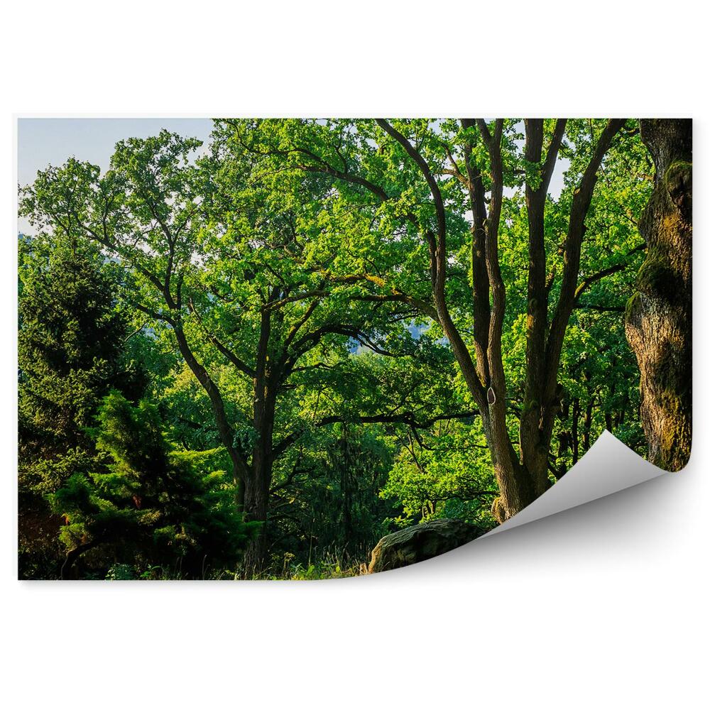 Fototapeta Stromy letné zelené vianočné stromy hory