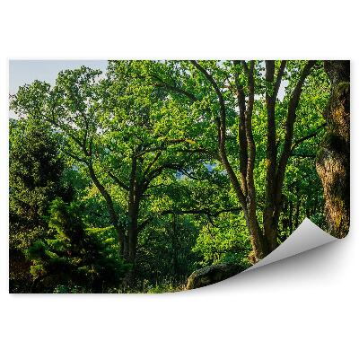 Fototapeta Stromy letné zelené vianočné stromy hory