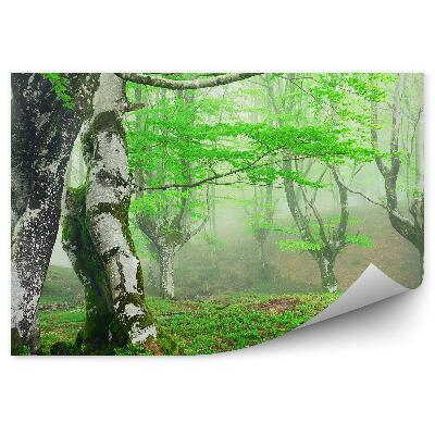 Fototapeta na stenu Machaté brezy jarný hmlistý les