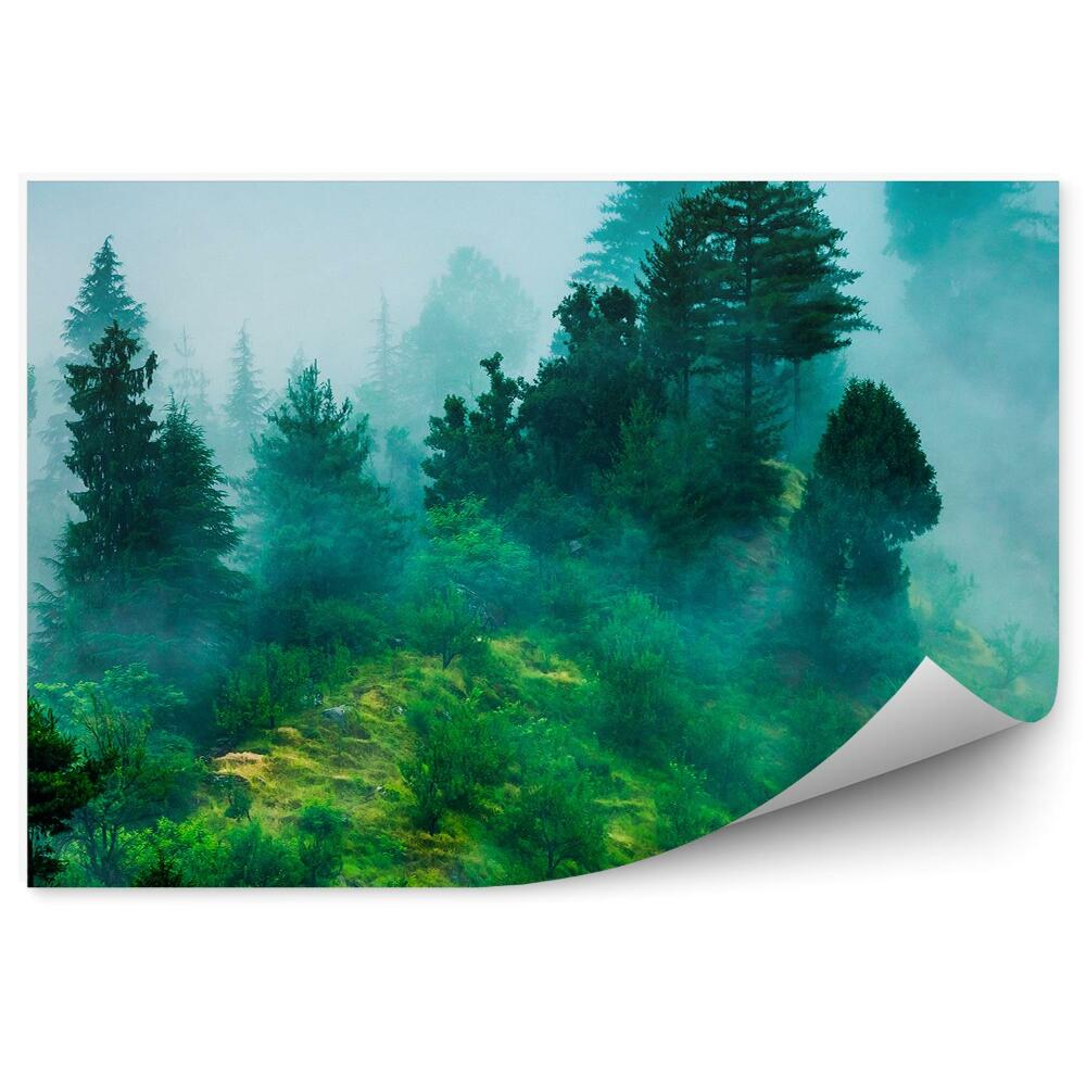 Fototapeta Zelené lesné kríky poľana hustá hmla