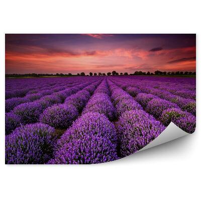 Fototapeta na stenu Ohromujúca krajina s levanduľovým poľom pri súmraku