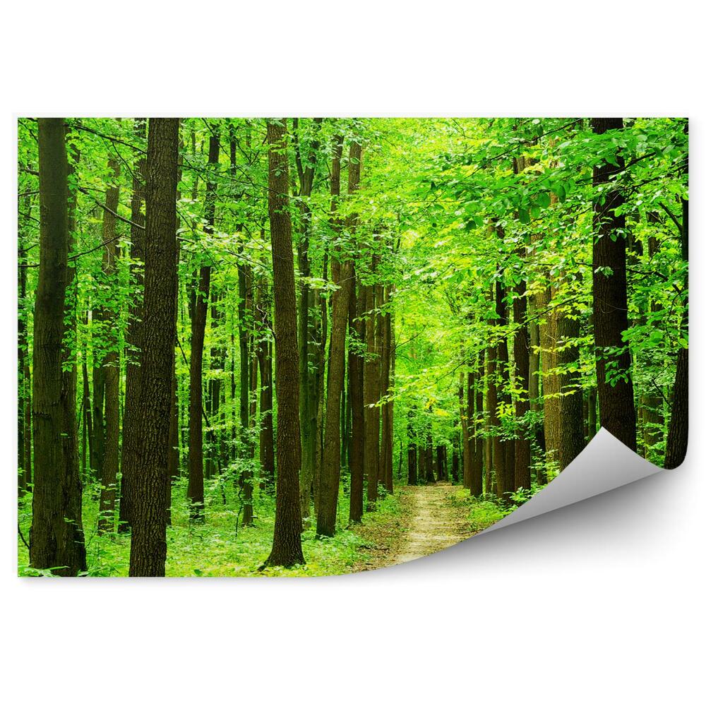 Fototapeta Leto intenzívne zelené stromy cesta