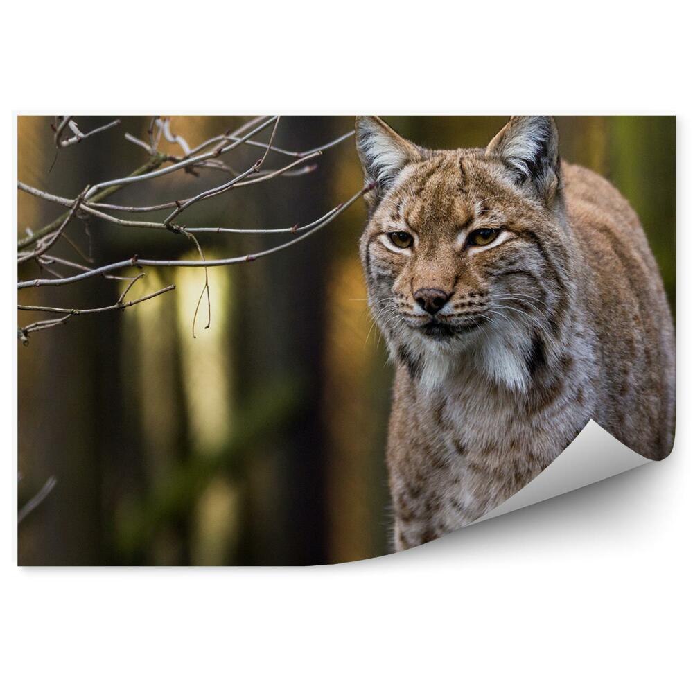 Fototapeta na stenu Rysí les