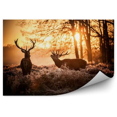 Fototapeta na stenu Jeleň v rannom slnku.