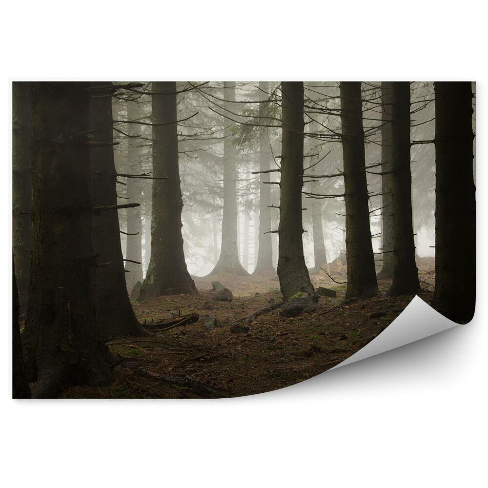 Fototapeta na stenu Tmavý borovicový les jesenná hmla